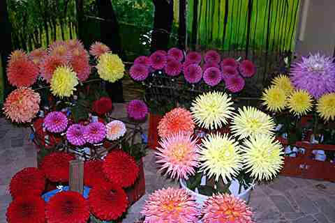 Picture of Dahlia blooms waiting to be staged.