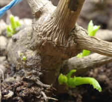 Kenora Challenger 1 sprouting