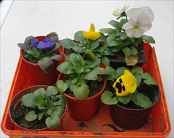Pansies ready for hardening